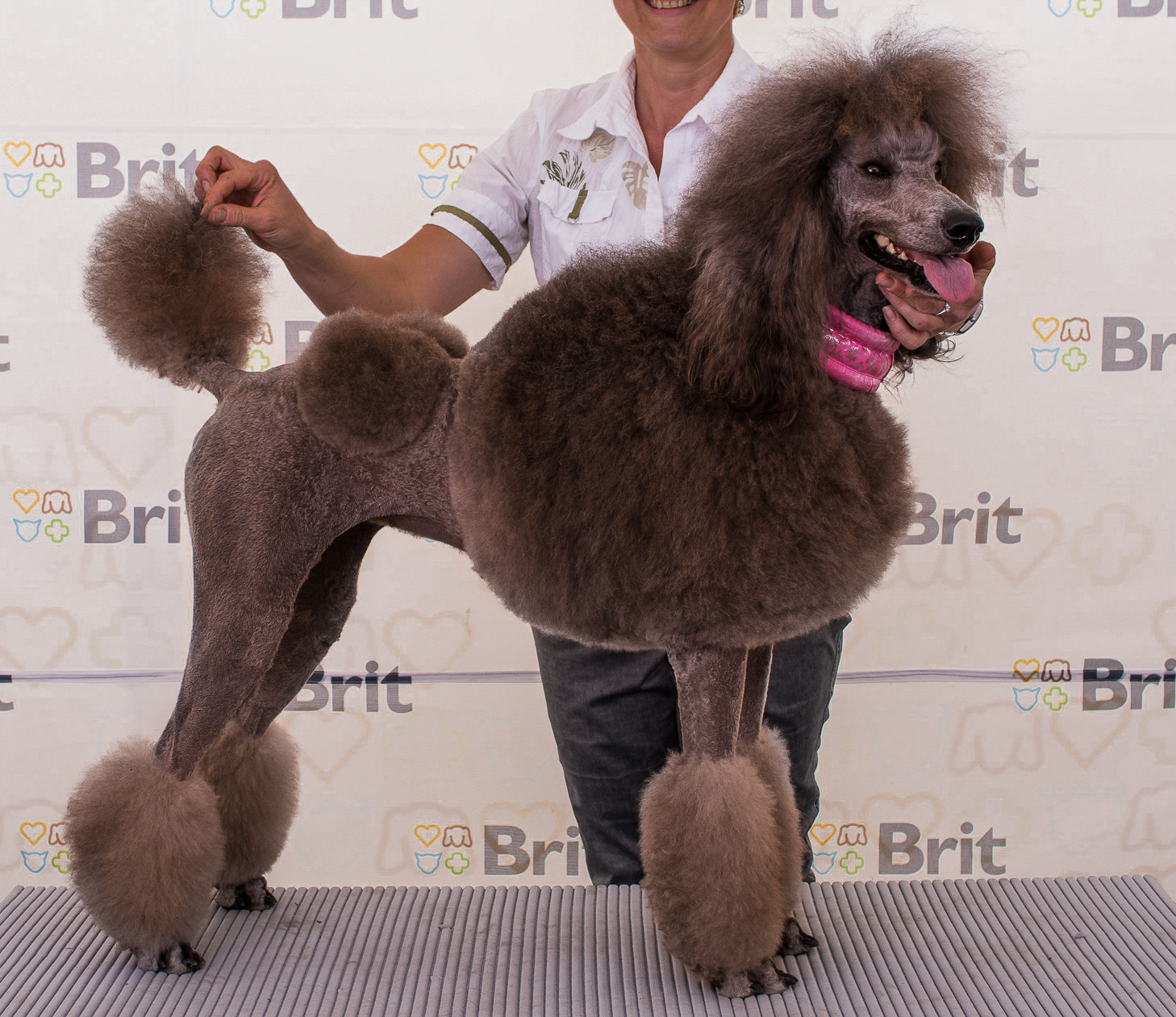 Fci hot sale poodle standard